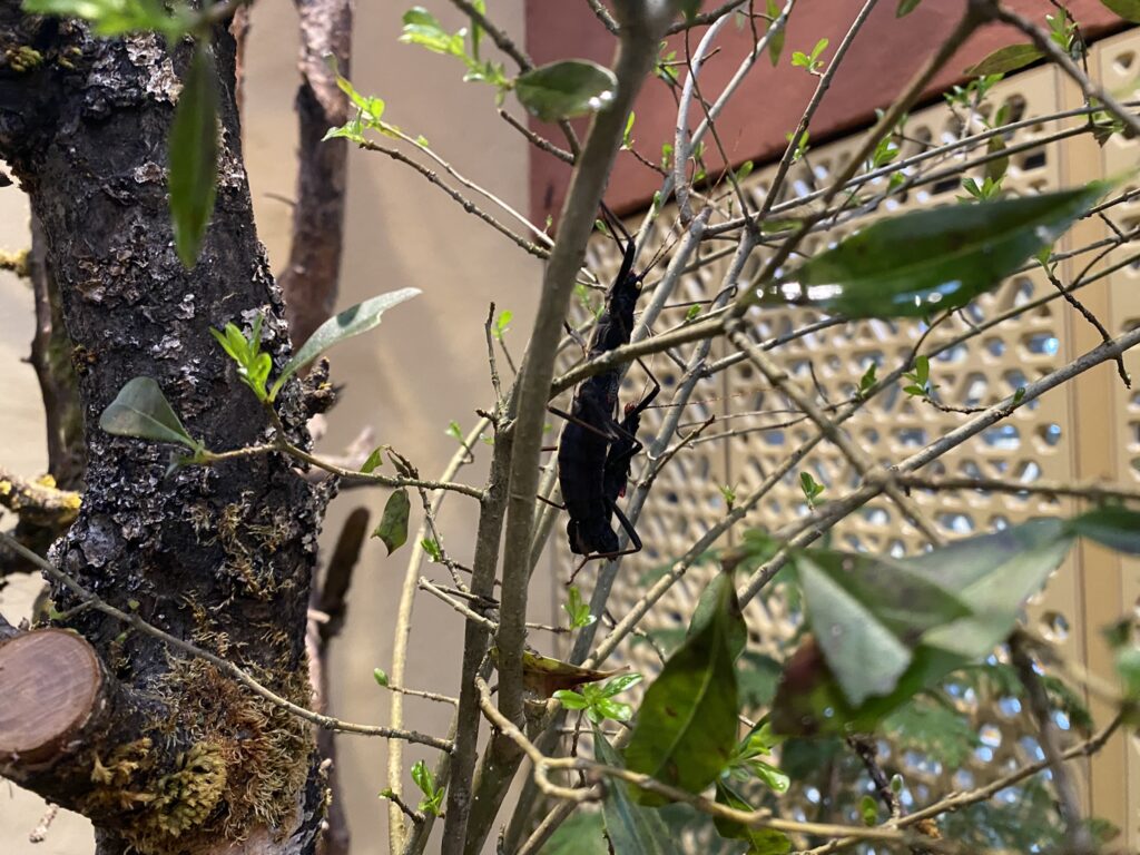 Bild eines Insekts im Zoo Zürich