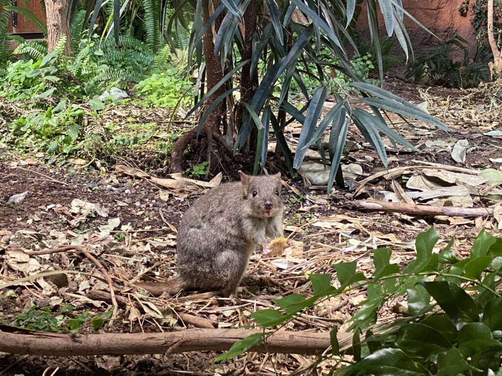Bild eines Bürstenschwanz-Rattenkängurus im Zoo Zürich