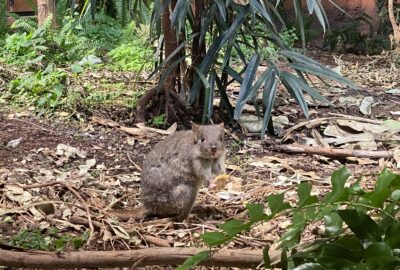 Bild eines Bürstenschwanz-Rattenkängurus im Zoo Zürich