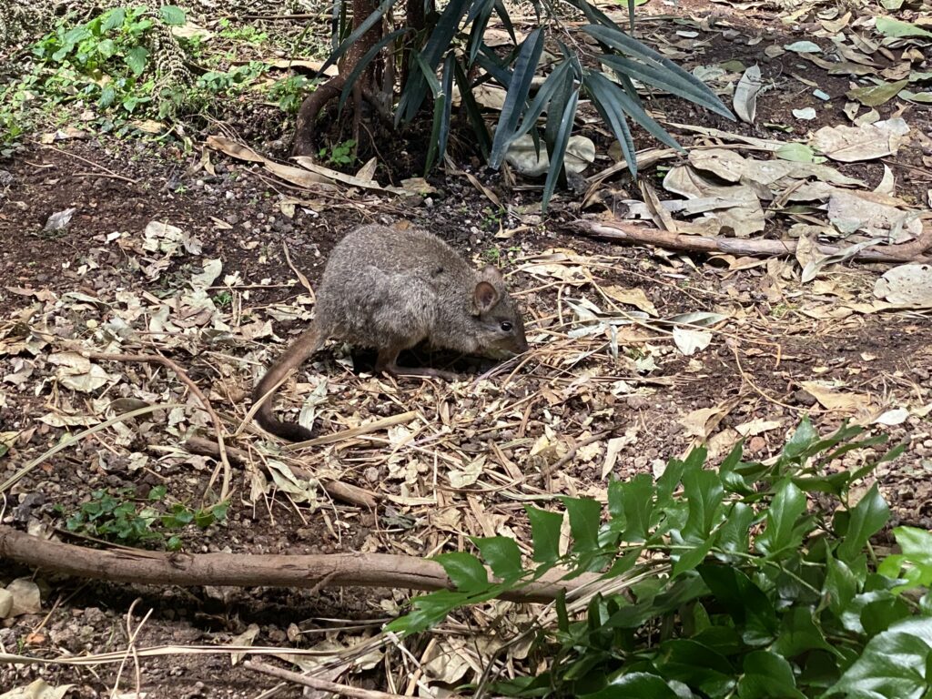Bild eines Bürstenschwanz-Rattenkängurus im Zoo Zürich