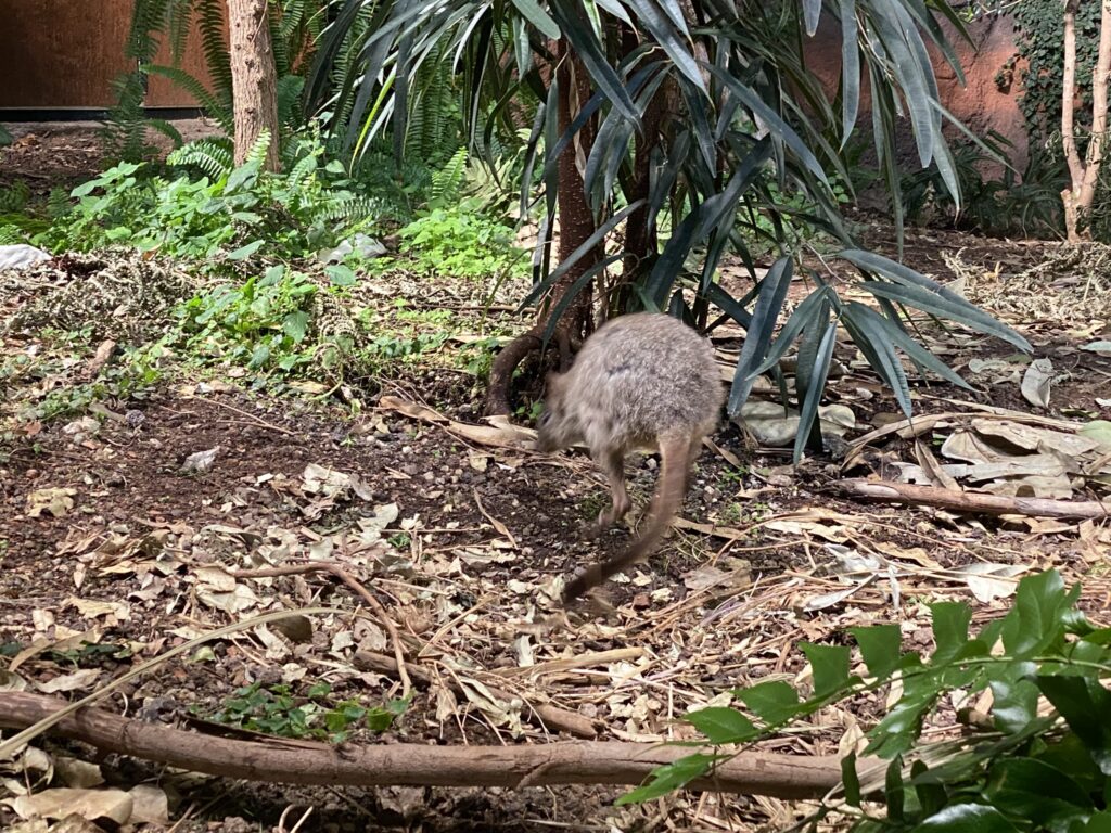 Bild eines Bürstenschwanz-Rattenkängurus im Zoo Zürich