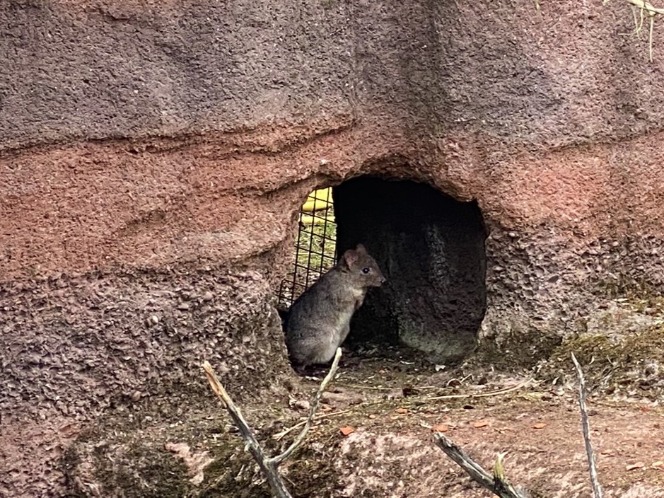 Bild eines Bürstenschwanz-Rattenkängurus im Zoo Zürich