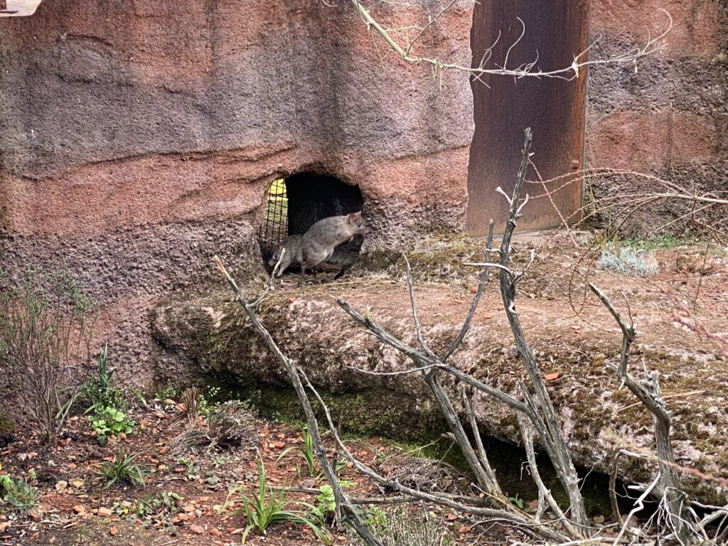 Bild von Bürstenschwanz-Rattenkängurus im Zoo Zürich