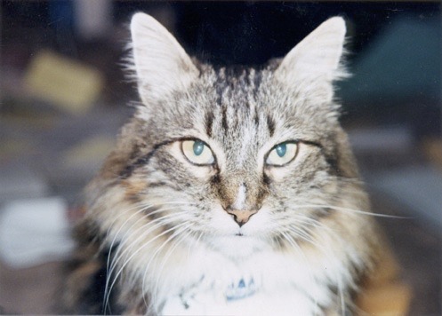 Bild von Amelia Kinkades Kater Mr. Jones