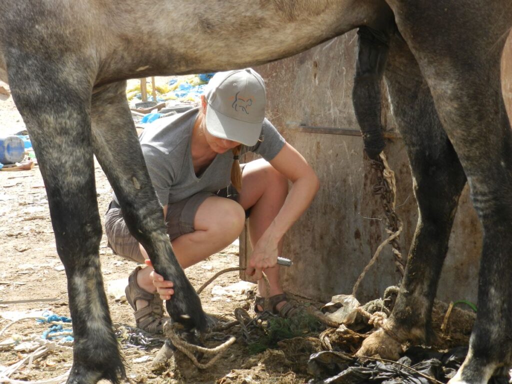 Bild einer Rettungsaktion der Susy Utzinger Stiftung für Tierschutz