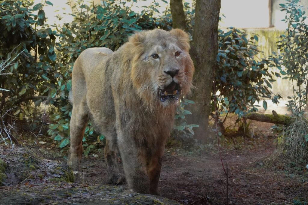 Bild des Löwen im Zoo Zürich