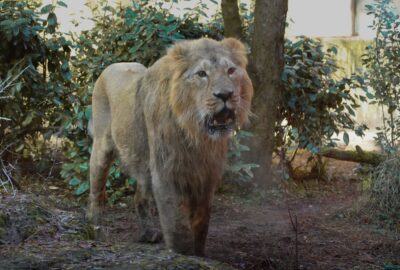 Bild des Löwen im Zoo Zürich