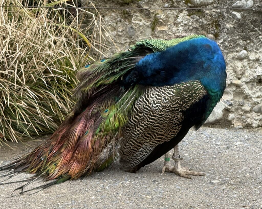 Bild des Pfaus im Zoo Zürich