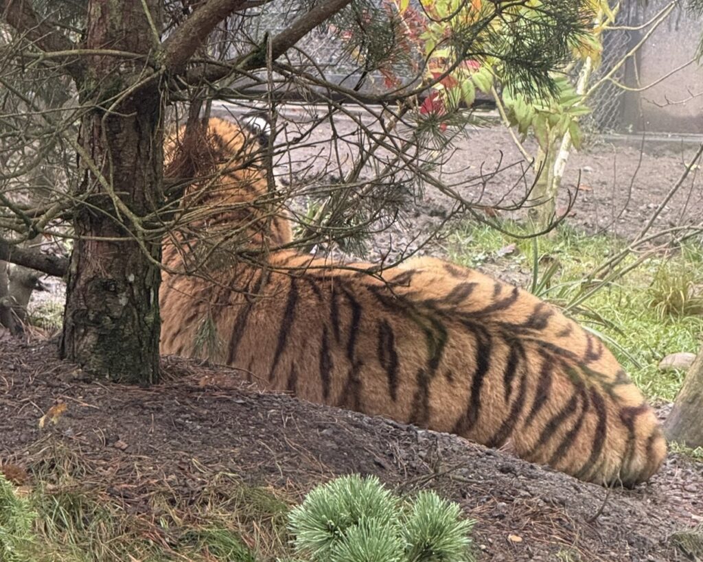 Bild des Tigers im Zoo Zürich