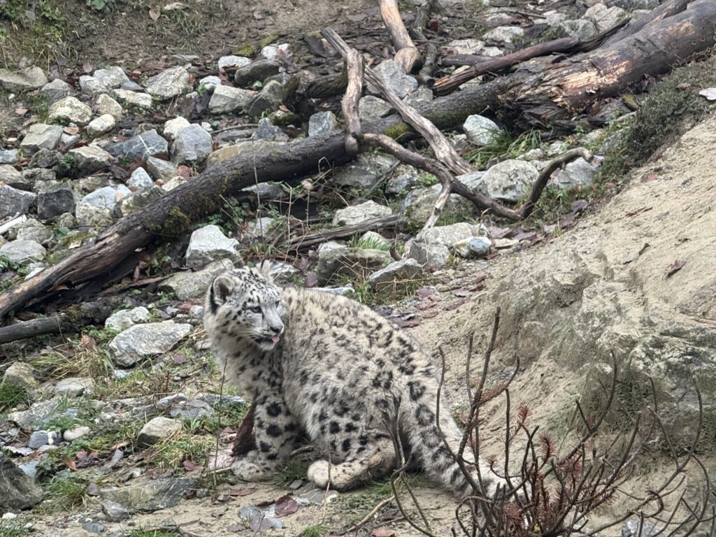 Bild des Schneeleoparden im Zoo Zürich
