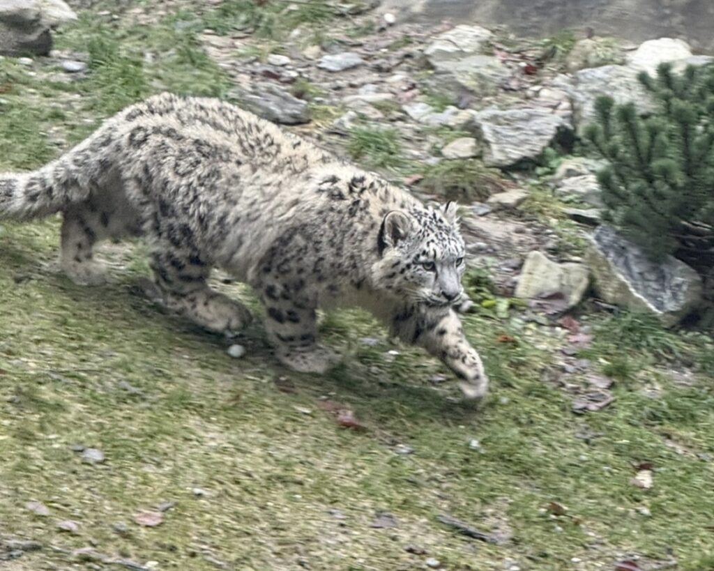 Bild des Schneeleoparden im Zoo Zürich