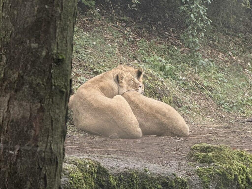 Bild des Löwinnen im Zoo Zürich